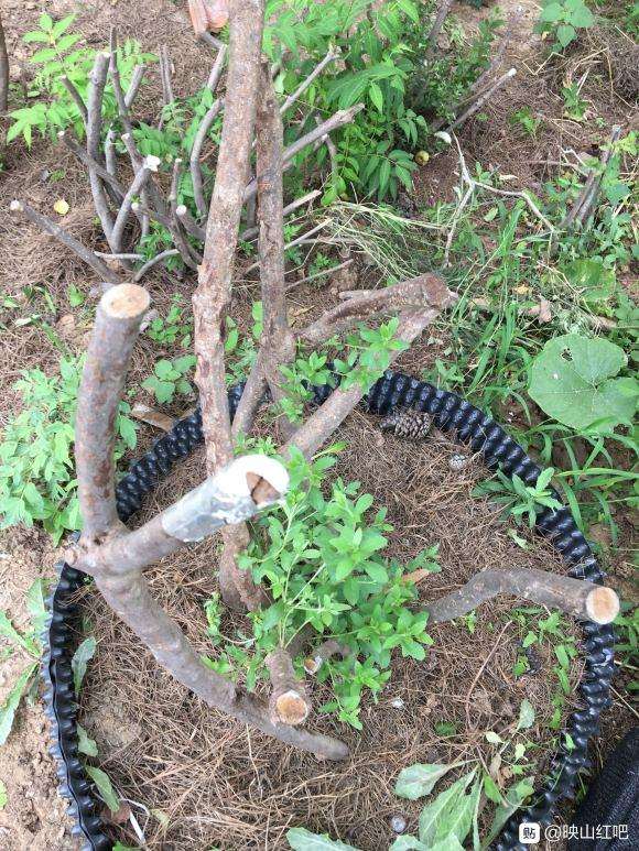 映山红下山桩1月了不发芽套袋
