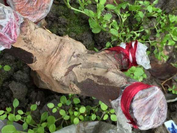 雀梅下山桩套袋 会被闷死吗