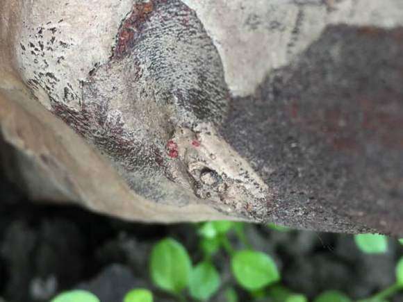 雀梅下山桩套袋 会被闷死吗