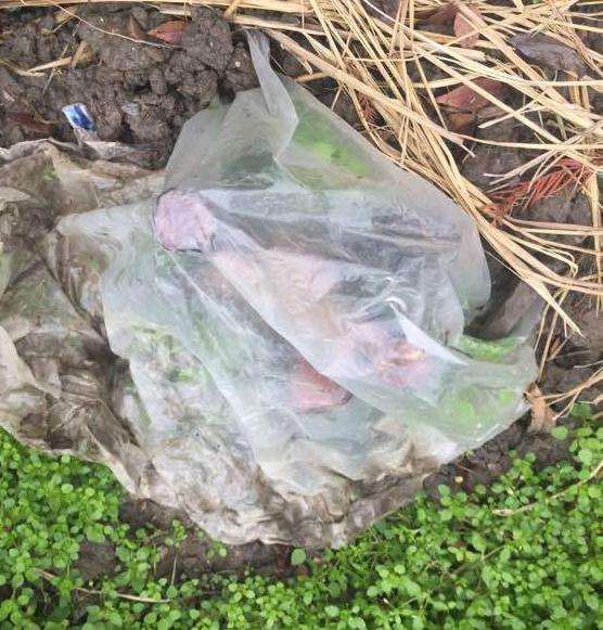 雀梅下山桩套袋 会被闷死吗