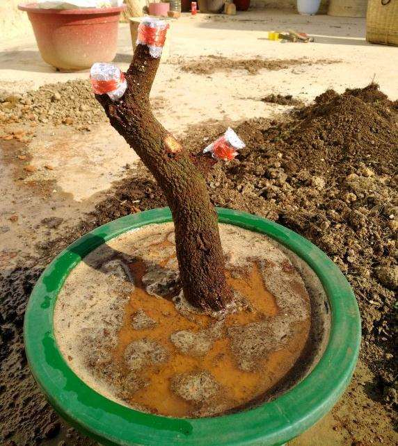 下山桩怎么套袋