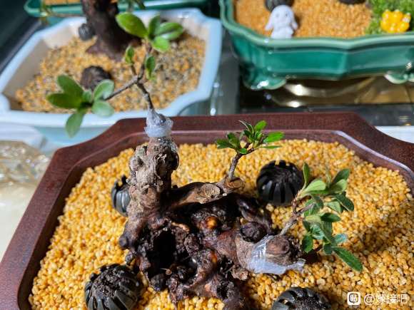 下山桩不缠膜不套袋 有3个难度