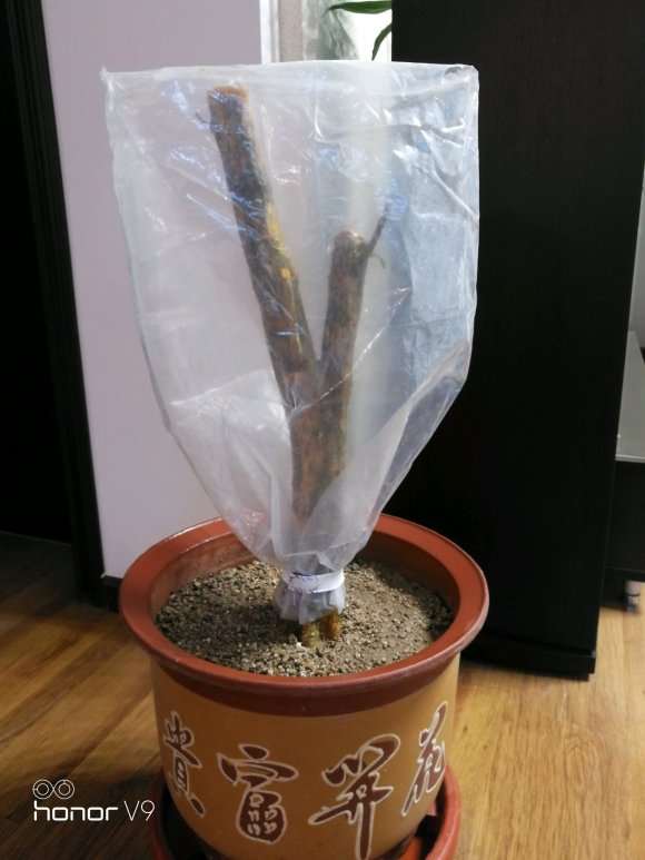 九里香下山桩生桩是缠膜