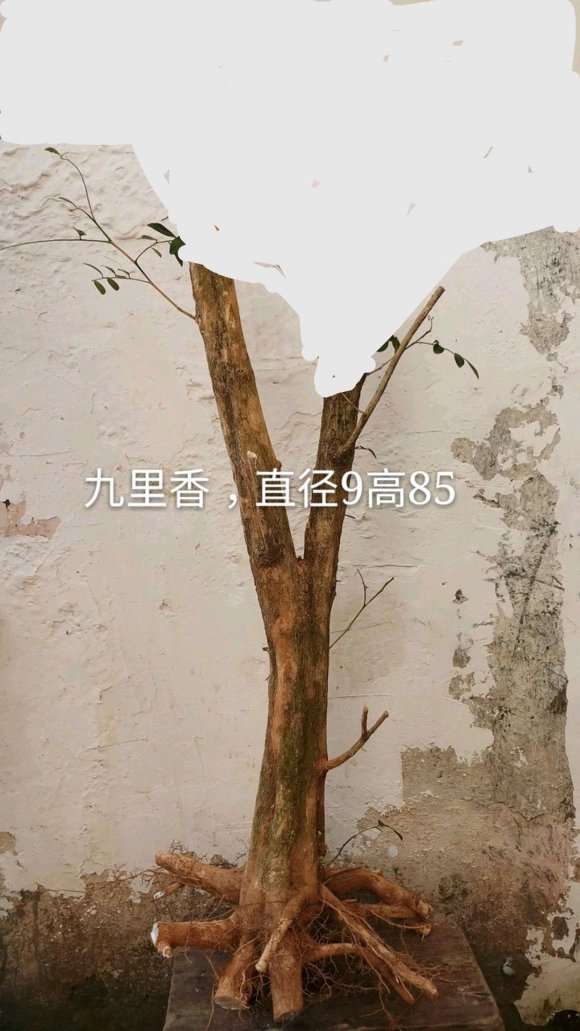 九里香下山桩生桩是缠膜