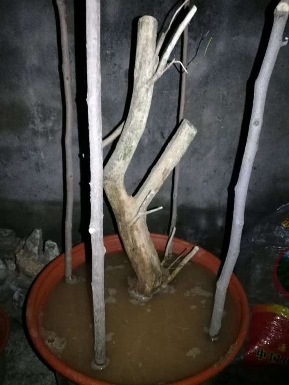 九里香下山桩生桩是缠膜