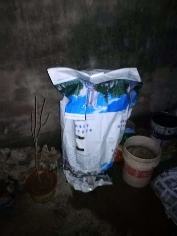 九里香下山桩生桩是缠膜