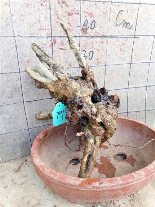 黄荆下山桩用什么土栽 用套袋吗