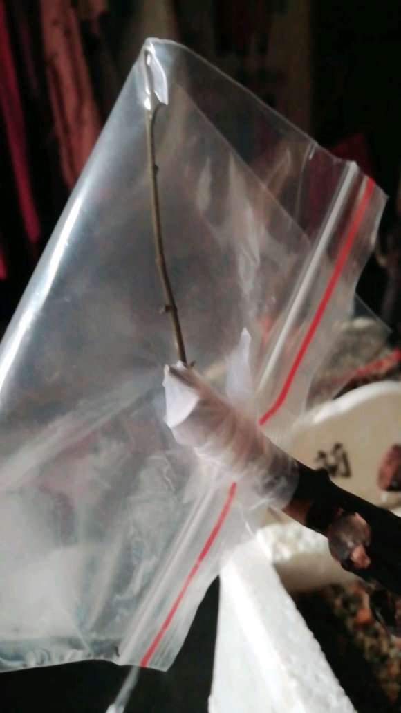 下山桩嫁接套袋必发霉的解法