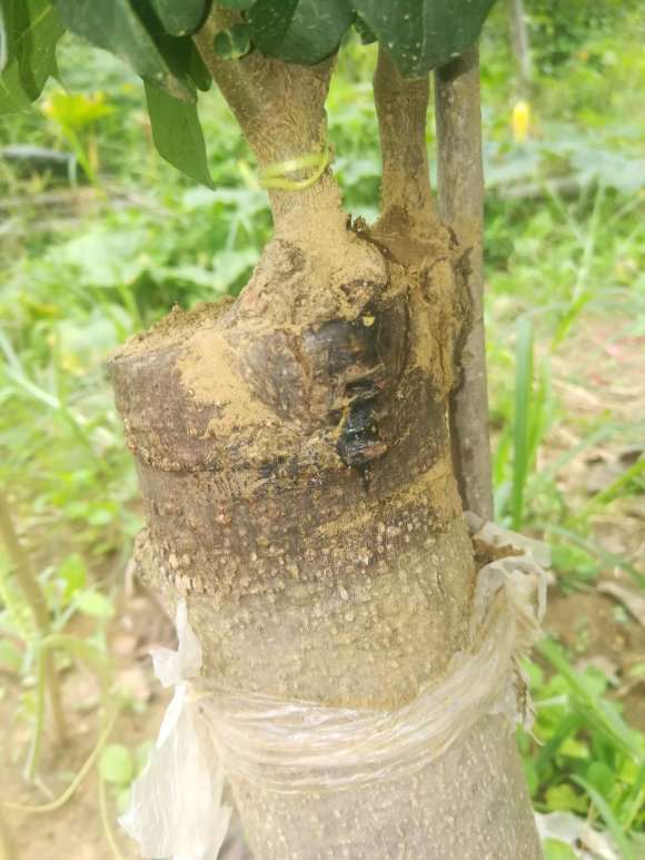 下山桩嫁接套袋必发霉的解法