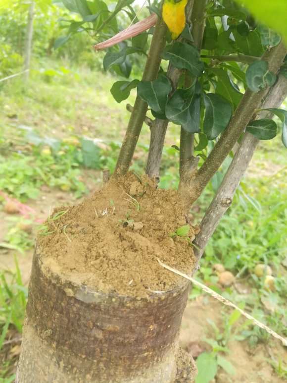 下山桩嫁接套袋必发霉的解法