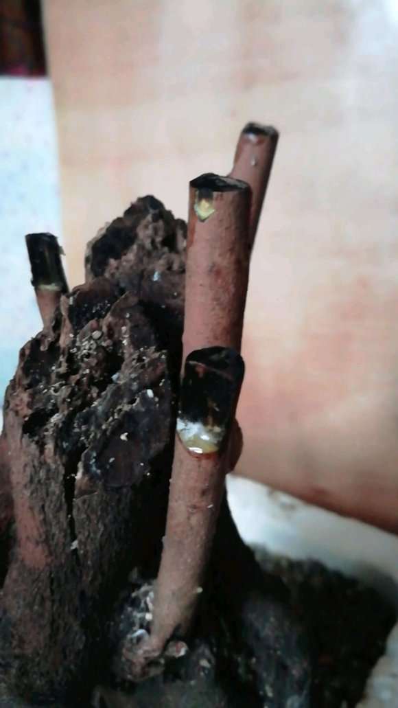 野梅下山桩都发芽了 没套袋的种得早