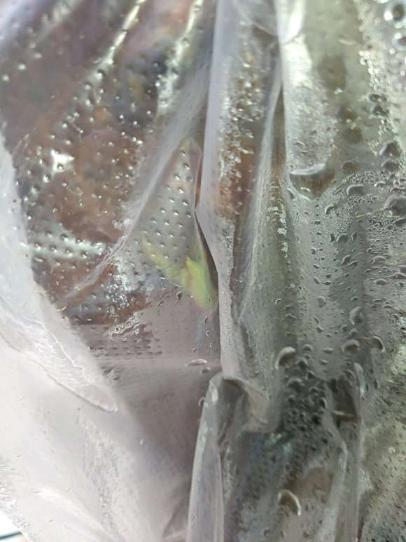 野梅下山桩都发芽了 没套袋的种得早