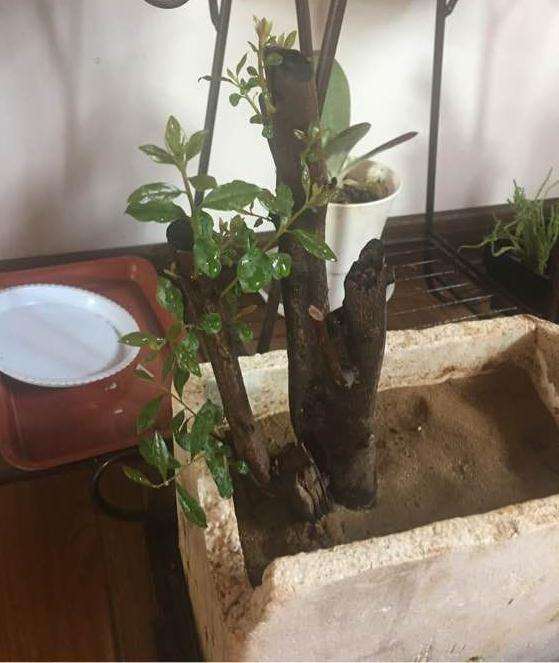 金弹子下山桩继续套袋吗