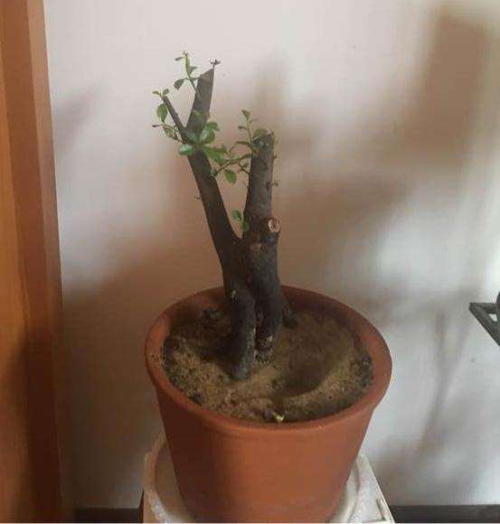 金弹子下山桩继续套袋吗