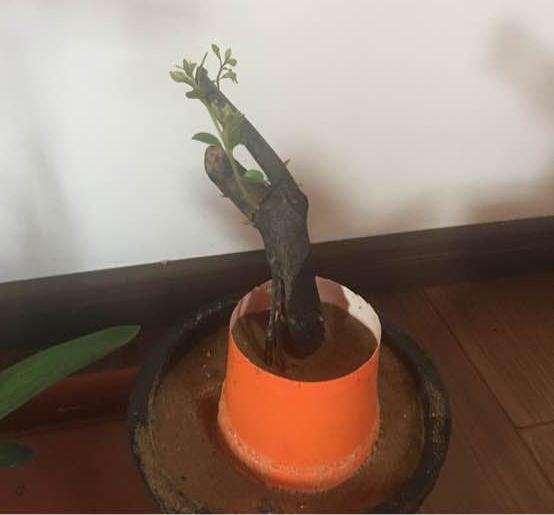 金弹子下山桩继续套袋吗