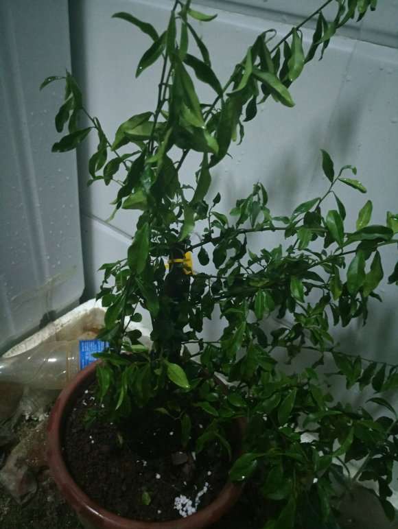 金弹子下山桩熟桩要套袋喷水保湿吗