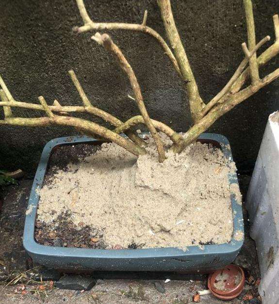 这种沙子可以种金弹子下山桩生桩吗