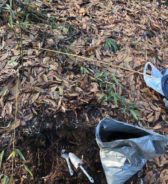 这种沙子可以种金弹子下山桩生桩吗