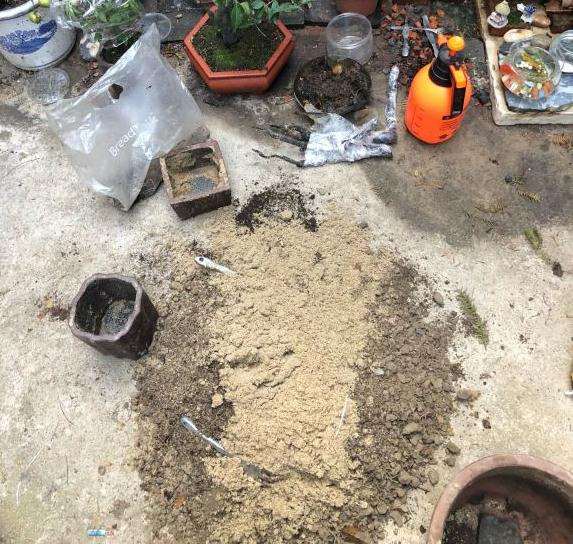 这种沙子可以种金弹子下山桩生桩吗