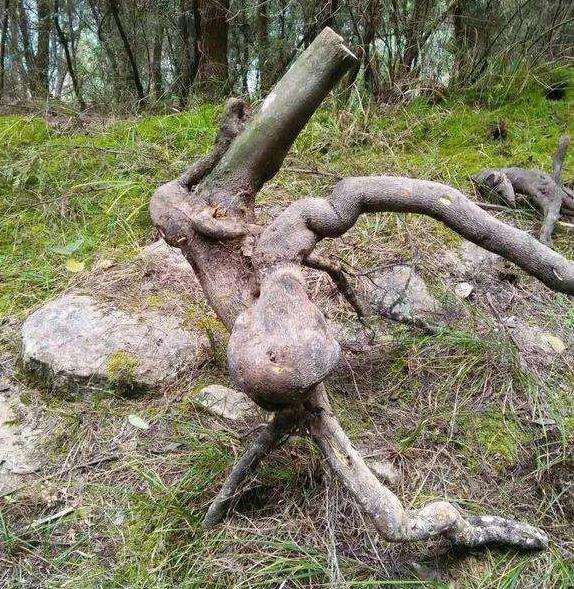 金弹子下山桩是套袋带好