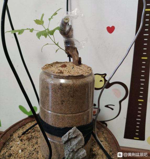黄荆下山桩怎么河沙高培套袋的方法