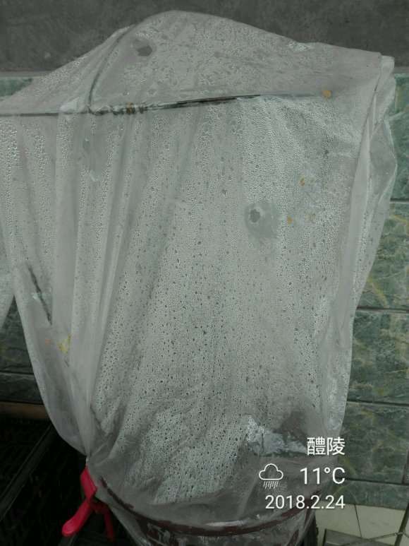 梅花下山桩栽后套袋保湿
