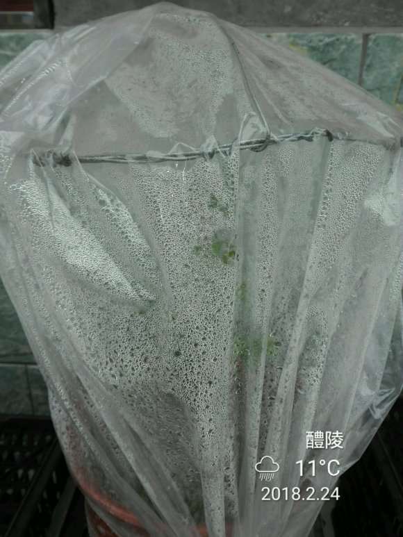 为什么现在金弹子下山桩流行缠膜