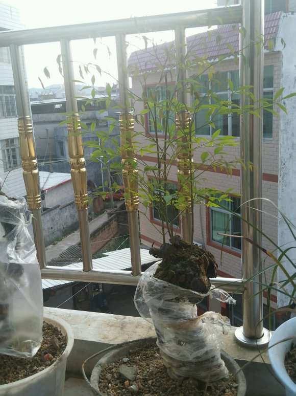 金弹子下山桩缠膜的目的保水