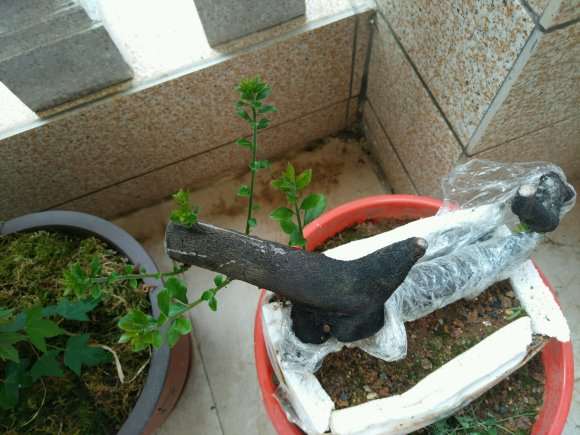 金弹子下山桩缠膜的目的保水