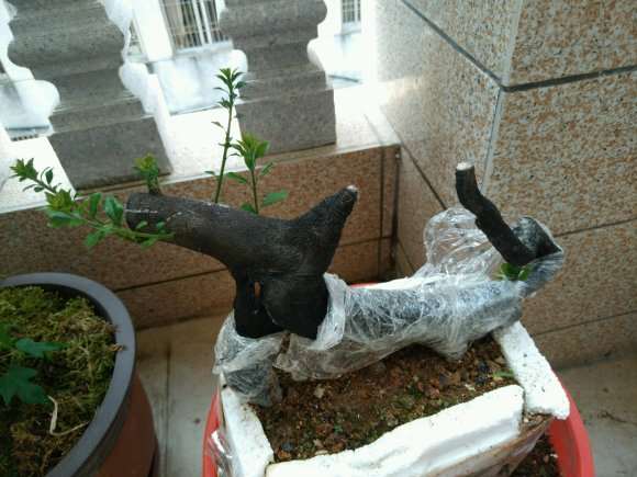 金弹子下山桩缠膜的目的保水