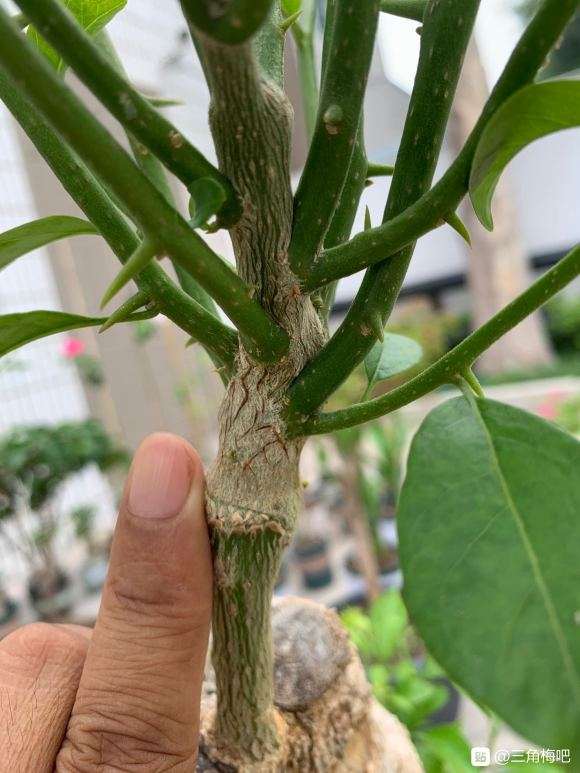 三角梅下山桩怎么嫁接的4个经验