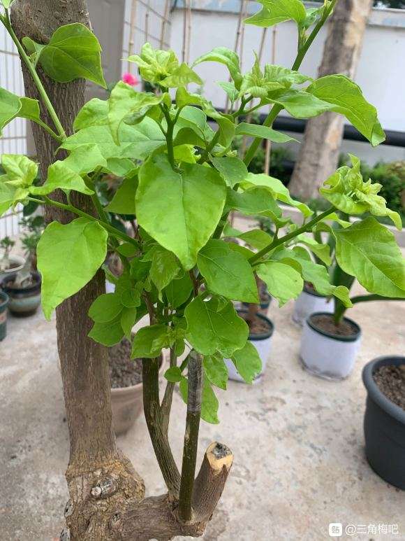 三角梅下山桩怎么嫁接的4个经验