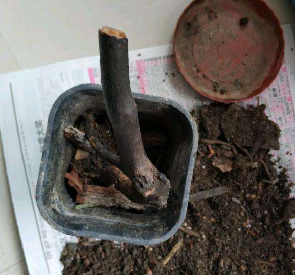 金弹子下山桩用河沙 加套袋