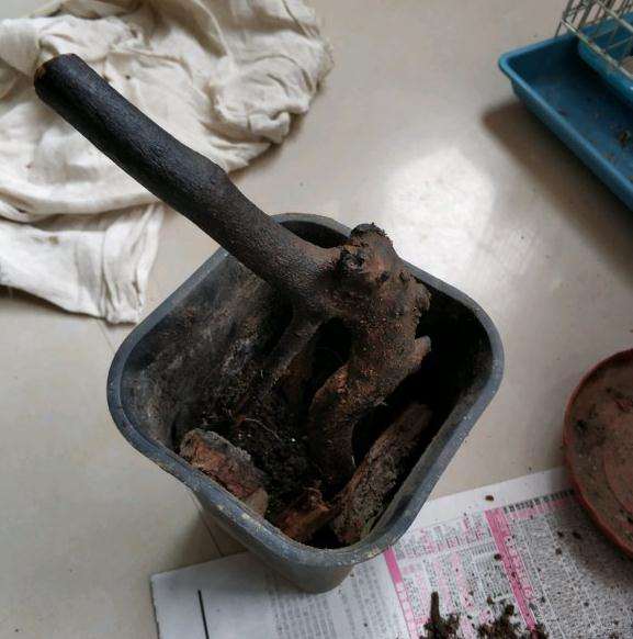 金弹子下山桩用河沙 加套袋