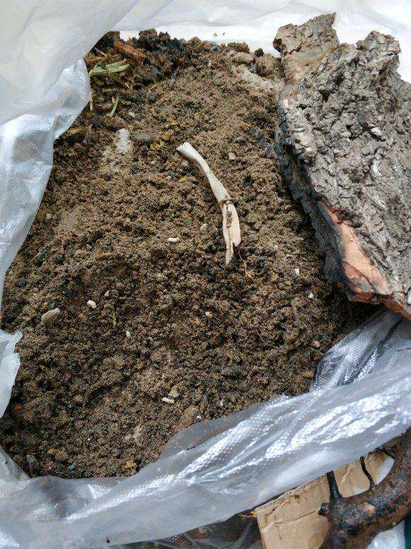 下山桩生桩来芽后取膜