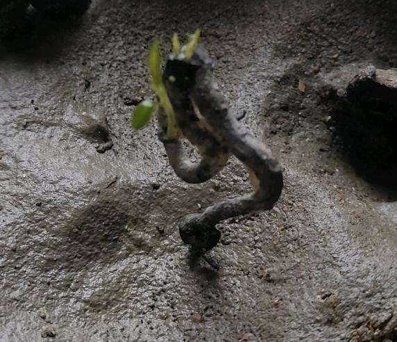 金弹子阴芽下山桩生桩刚冒芽