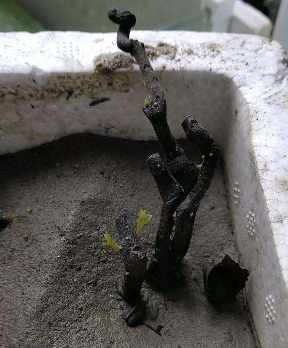 金弹子阴芽下山桩生桩刚冒芽