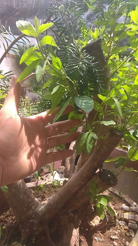 映山红下山桩子发芽了 还要套袋吗