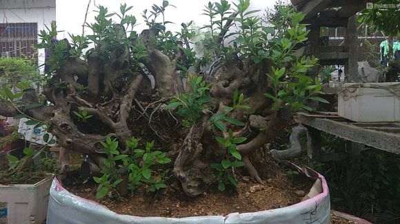 映山红下山桩子发芽了 还要套袋吗