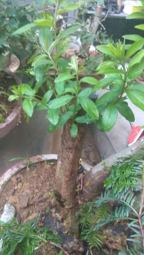 映山红下山桩子发芽了 还要套袋吗