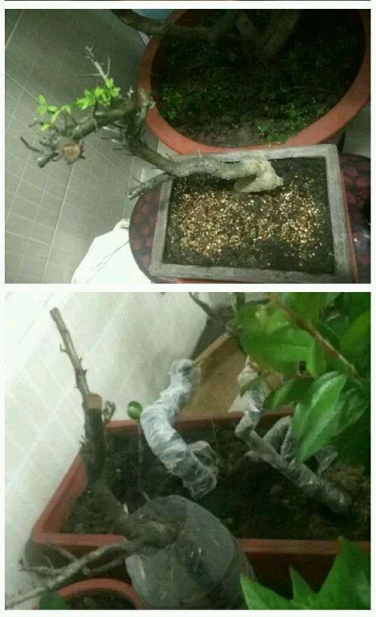 火棘下山桩怎么种植方法的3个初探