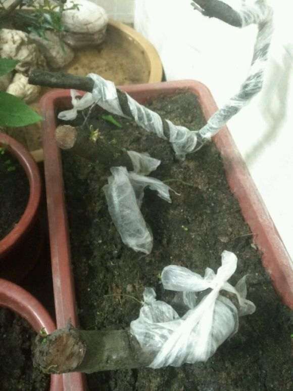 火棘下山桩怎么种植方法的3个初探