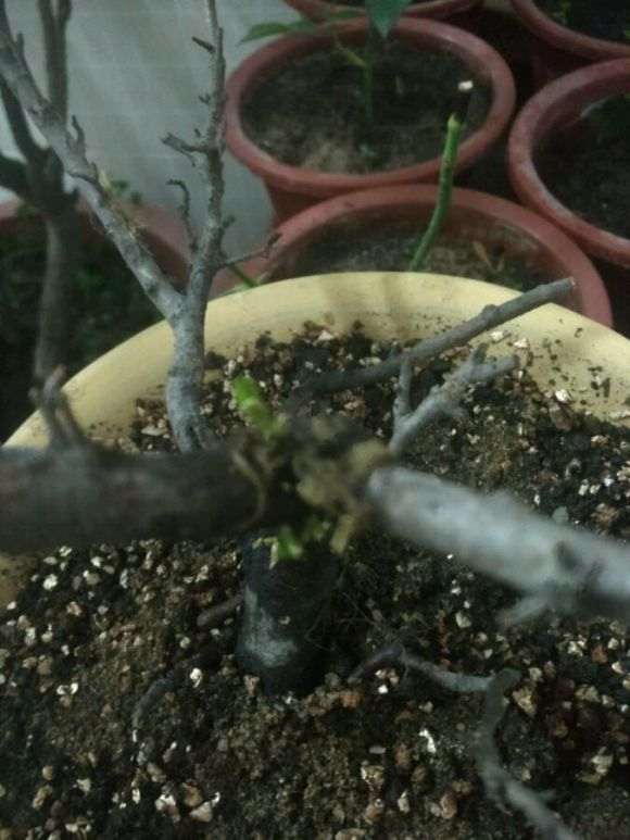 火棘下山桩怎么种植方法的3个初探