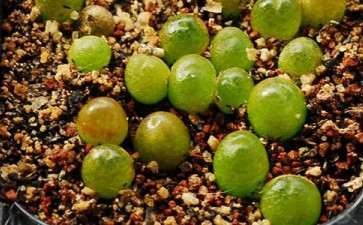 为什么多肉不用灯泡的3个问题