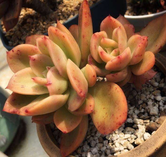 楼主多肉用的什么土 如何配比