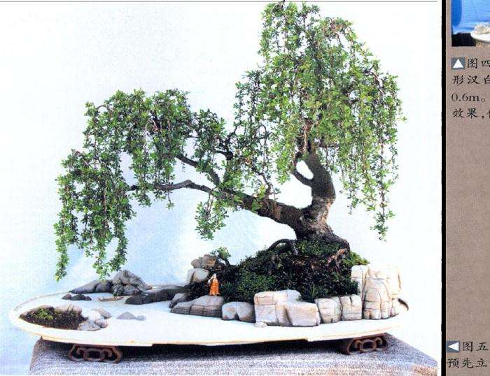 图解 怎么制作垂柳式水旱盆景的方法