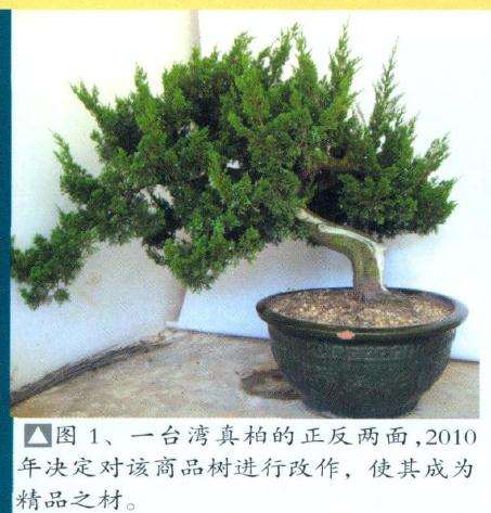 一台湾真柏的正反两面