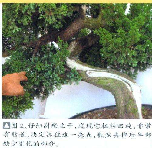 仔细斟酌盆景主干