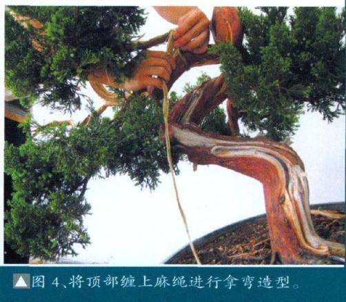 将顶部缠上麻绳进行拿弯造型