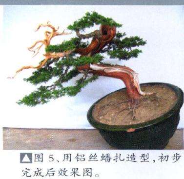 用铝丝蟠扎盆景造型